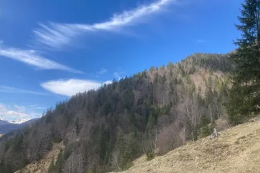Erschlossenes Waldgrundstück mit Holzablegeplatz in Steinberg am Rofan zu verkaufen