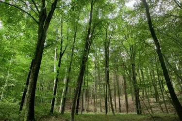 4,2ha Mischwald zu verkaufen!