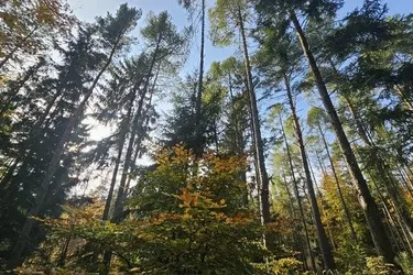 6 ha Mischwald zu verkaufen