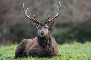 EIGENJAGD