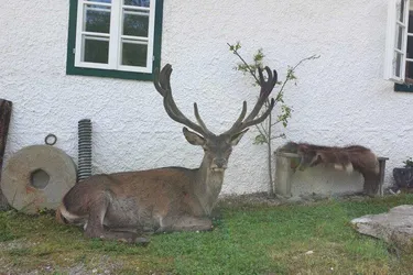 Eigenjagd mit zwei Gutshöfen