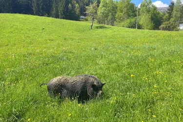 Steinhaus (saniert) mit landwirtschaftlicher Fläche in idyllischer Aussichtslage - Scheune und viel Grundstück!