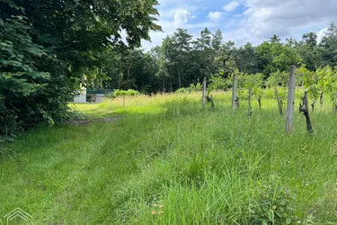 Burgenlands Weinparadies: Landwirtschafts- und Weinbauliegenschaft zum Traumpreis!