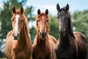 Exklusives Reitanwesen mit neuwertiger Reithalle - Eventhalle in Kärnten