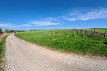 In Vino Veritas ! Weingarten bei Siegendorf zu kaufen !