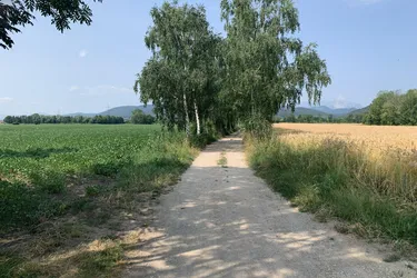 WILLENDORF - Großes Land- und Forstwirtschaftsgrundstück mit ertragreichem Boden