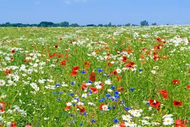 RENDITESTARKES INVESTMENT ( ca. 6% Rendite ) - Großzügiges Grün- bzw. Landgrundstück ( 19.376 m² ) im Naturparadies in Willendorf