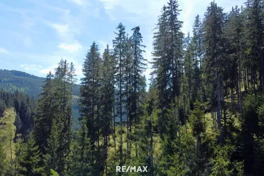 Bergwald Juwel: Einzigartige Waldparzellen in St. Johann am Pressen