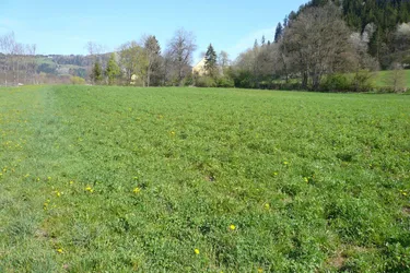 Ackerfläche (Bio-Fläche) nähe Feldkirchen/Stadt