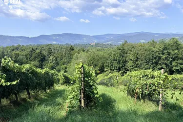 Ertragreicher und modernisierter Weingarten mit Hagelnetz - Schnäppchen in der Weststeiermark
