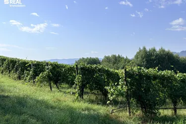 Ertragreicher und modernisierter Weingarten mit Hagelnetz - Schnäppchen in der Weststeiermark