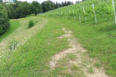 Ertragreicher Weingarten - gute Bodenqualität - gute Ausrichtung