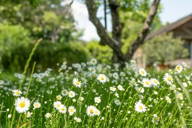 Expose Wunderschönes, sonniges Baugrundstück in Muntlix/ Zwischenwasser