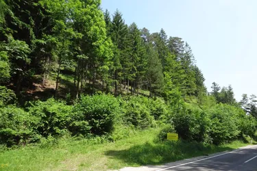 GUT ERSCHLOSSENER WALD, ZUR NACHHALTIGEN NUTZUNG UND ANLAGEZWECKEN!