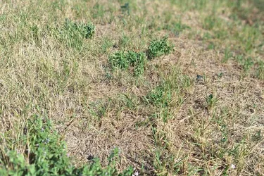 7092 Winden/See sehr interessanter 546m² Südgrund in ruhiger Ortsrandlage !