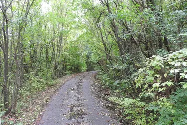 fast 2 ha Wald nahe der Wiener Stadtgrenze