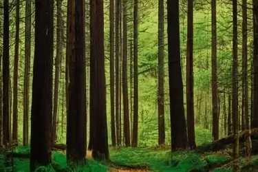 REITH I.A.: Drei Waldgrundstücke zum Verkauf