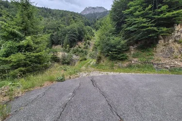 Mischwaldbestand am Kasberg mit strukturreichem Baumbestand