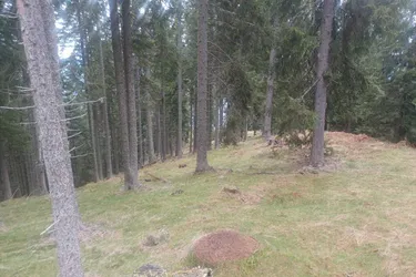 Waldgrundstück zu verkaufen!