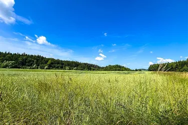 Land &amp; Gut: TOP Feld mit Wald in Wels