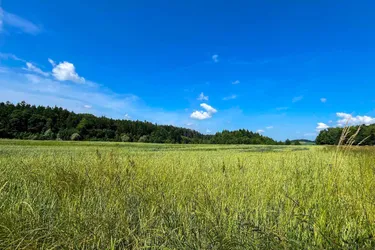 Land &amp; Gut: 4 ha - TOP Feld mit Wald in Wels