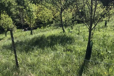 Obstbäume und Ziersträucher mit Zufahrt und Aussicht