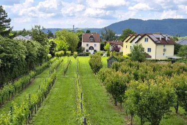 Villenbaugrund (1.335m²) in der Langenzersdorfer Kellergasse am Fuße des Bisambergs