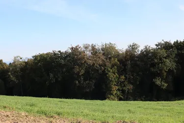 Wald und Wiesen östlich von Perg