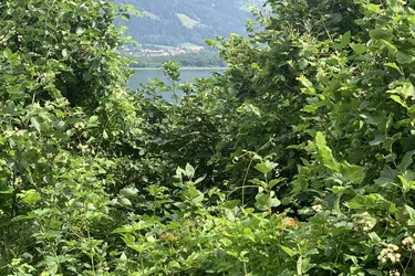 "Bauträgergrundstück mit Seezugang am Ossiacher See!"