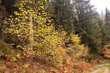 Traumhaftes Waldgrundstück in Kleinlobming – 35.970 m² mit sehr guter Zufahrt!