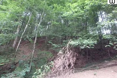 Wald 14,2 ha bei Schwarzenbach/Pielach