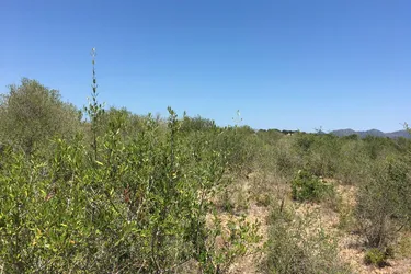Großes Finca-Grundstück in Son Carriò, an der Ostküste von Mallorca