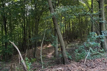 Wald am Stadtrand von Graz – 41.598 m² Natur als bleibender Wert