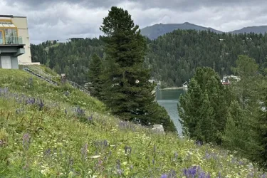 Turracher Höhe - Ein Grundstück mit Seltenheitswert – ideal für eine hochwertige touristische Entwicklung. Baugrundstück für eine kleine Apartmentanlage - DIREKT bei der Piste und der Talstation "Panoramabahn"