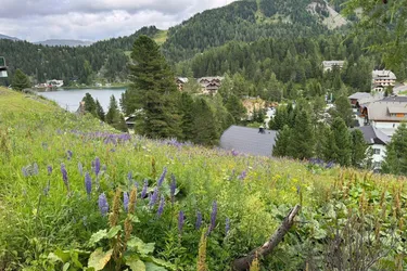 Turracher Höhe - Ein Grundstück mit Seltenheitswert – ideal für eine hochwertige touristische Entwicklung. Baugrundstück für eine Apartmentanlage - DIREKT bei der Piste und der Talstation "Panoramabahn"