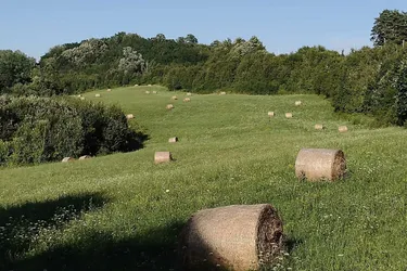 Kroatien: Landwirtschaftliches Anwesen in herrlicher Lage