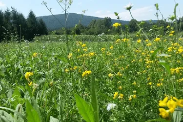 Kroatien Küstenregion Lika-Senj: Einzigartiges Traumanwesen in absoluter Naturlage nur 60 Minuten vom Meer