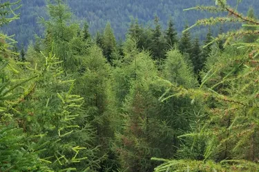 Waldfläche "Kohlstattwald"