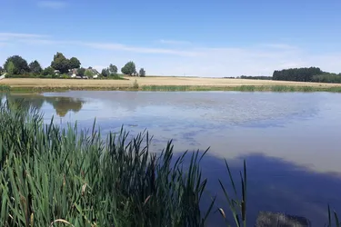 Expose Teichanlage mit 2 Teichen Nähe Litschau