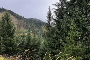 Pacht: 660 ha Jagdrevier mit Rotwild und Gams
