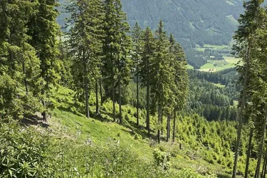 20 ha Forst / Wald in Murau