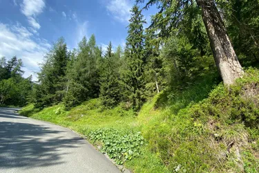 Waidring bei Kitzbühel: 5,6 ha Mischwald zu Verkaufen