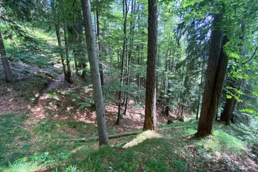 Waidring bei Kitzbühel: 5,6 ha Mischwald zu Verkaufen