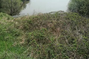 Sehr gepflegter Fischteich in Gföhl!