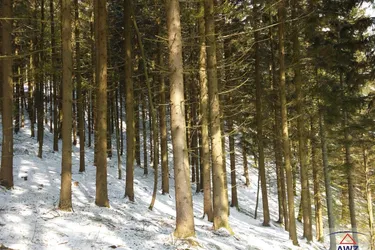 Reserviert! Wald in Birkfeld zu verkaufen!