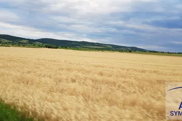 Ackerland in Langenlois zu verkaufen!