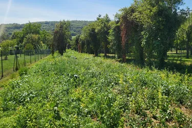 Baugrundstück in Edelstal mit 814 m² 