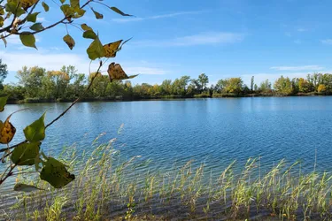 Bauträger aufgepasst: Bauland mit Teich 193.000 m2 in Hédervár, UNGARN
