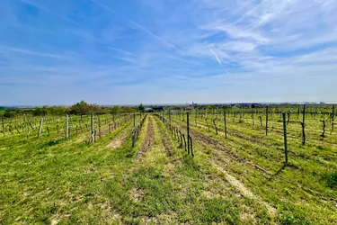 Traumgrundstück in renommierter Weinregion – Perfekt für Ihr touristisches Vorhaben