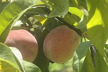 Hörzendorf - Nächstes Jahr die eigenen Pfirsiche ernten